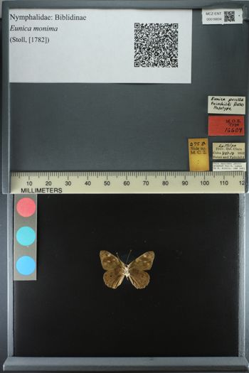 Media type: image;   Entomology 16604